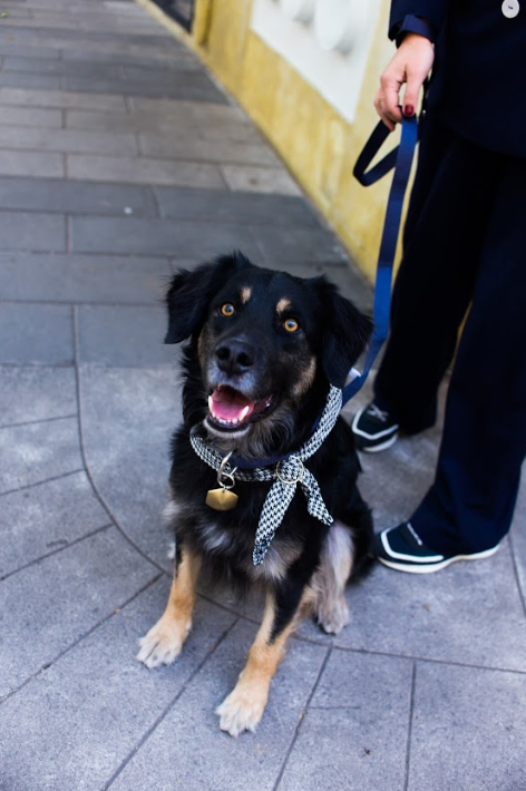 ¿Por qué tu mascota siempre debería llevar una placa de identificación?