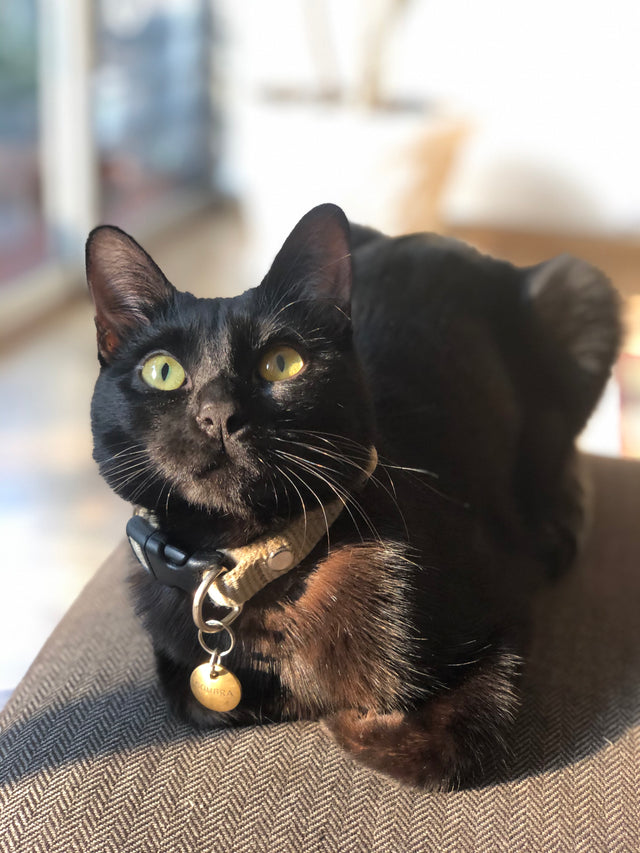 Gato negro con collar y placa identificadora