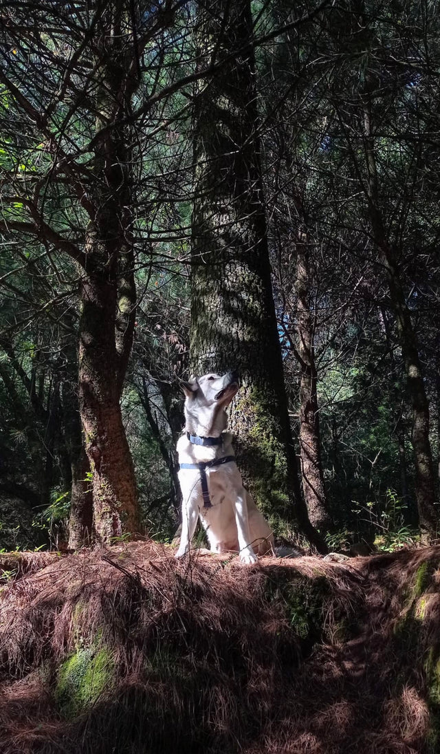 Los mejores lugares para correr con tu perro en CDMX